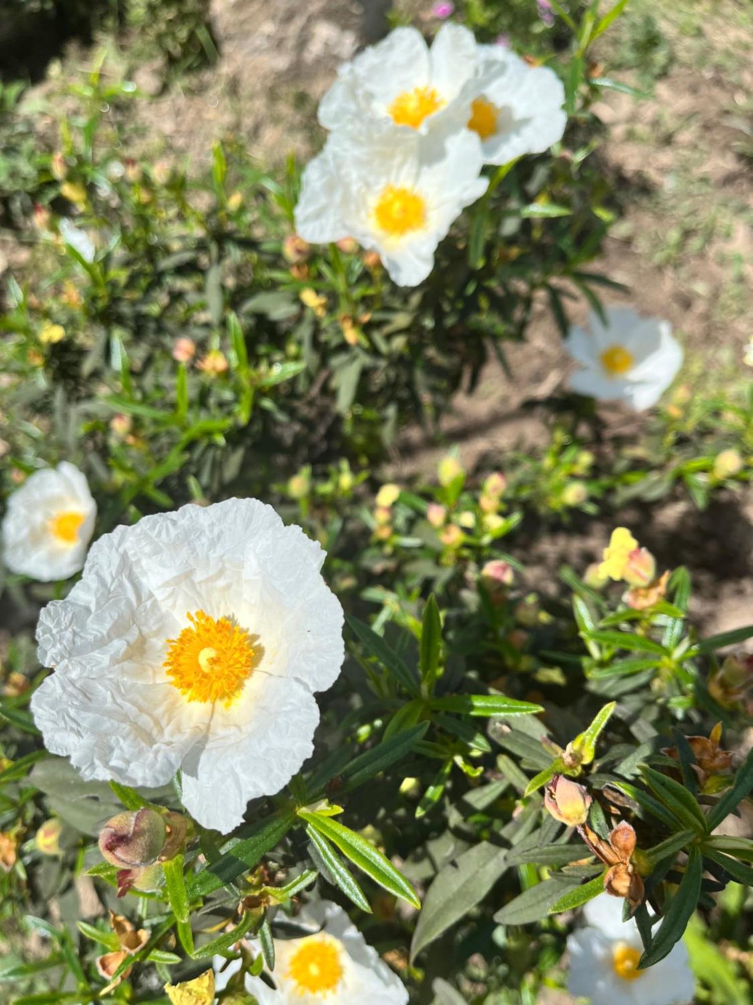 Eco Alojamiento La Cartuja De Talamanca Talamanca de Jarama Dış mekan fotoğraf